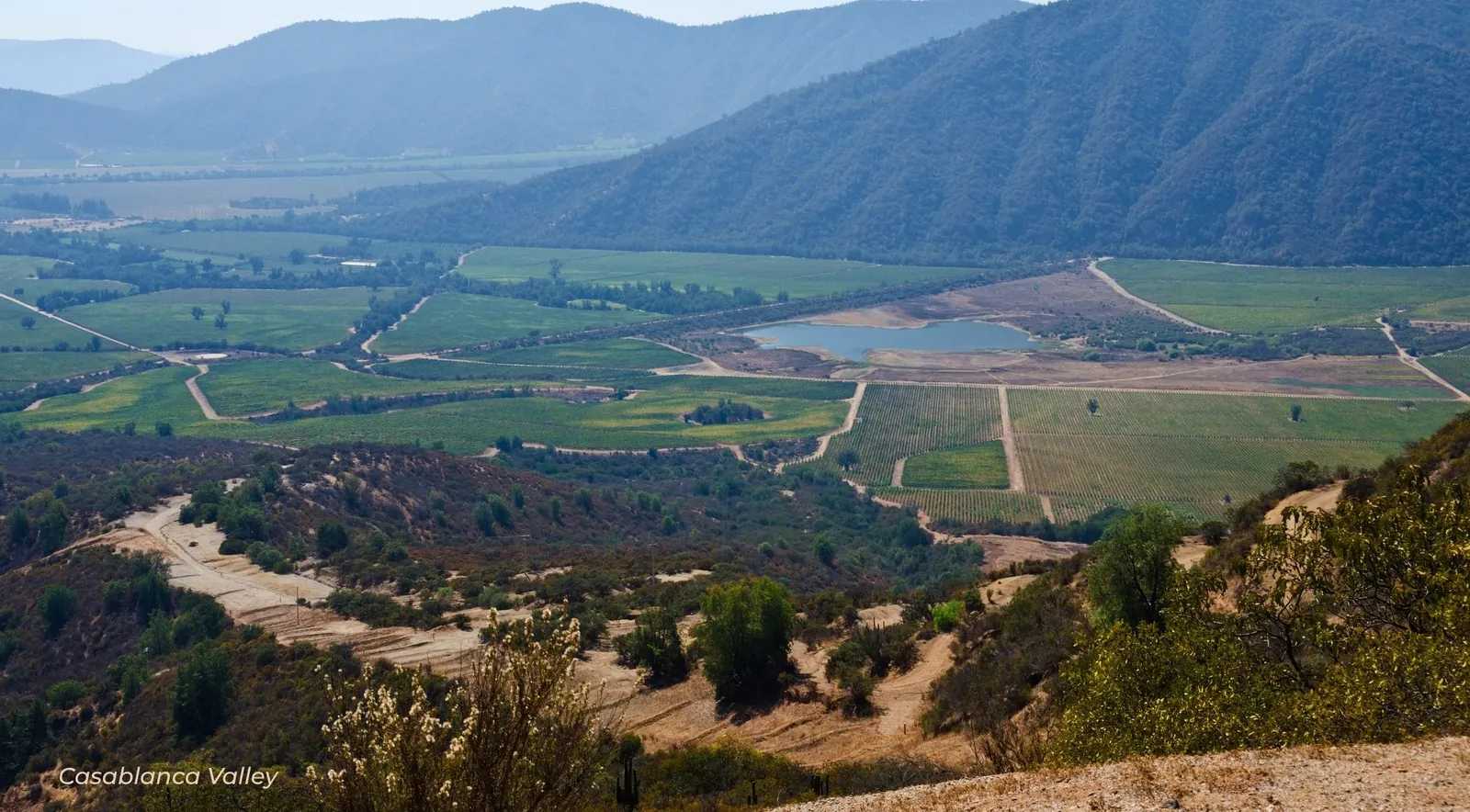 Vineyards and a reservoir on the floor of the Casablanca Valley, seen from the surrounding hills