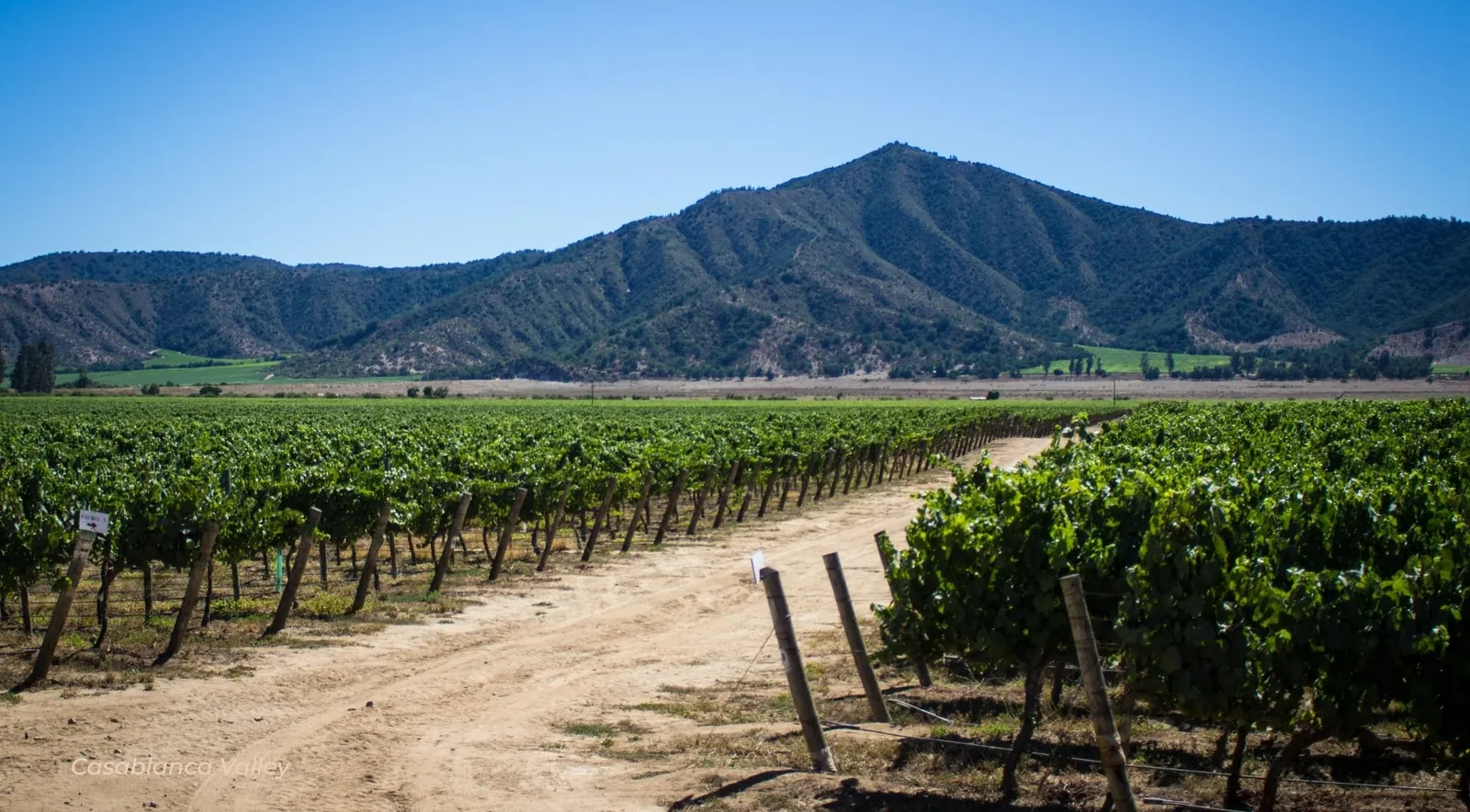 A vineyard and dirt road below a rounded mountain under a clear blue sky