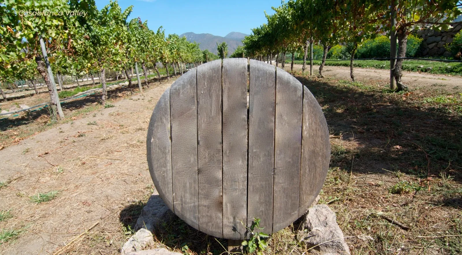 An old wooden barrel end standing upright in a vineyard lane