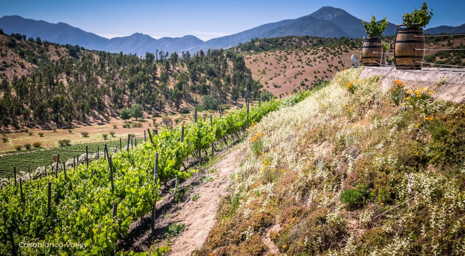 Vine terraces on a dry hillside with two wine barrels at the top and mountains behind