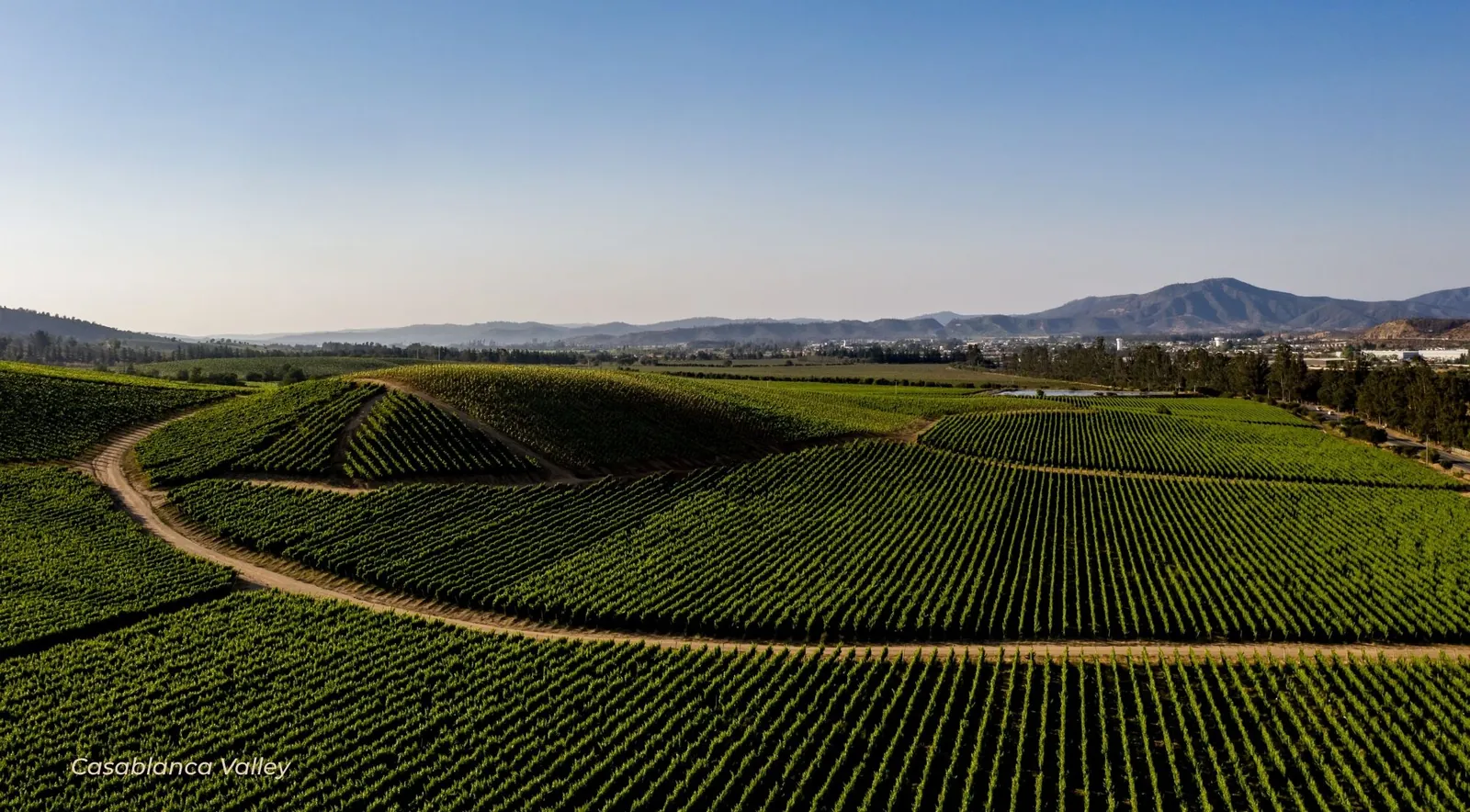 Curving vine rows across rolling ground in the Casablanca Valley at dusk