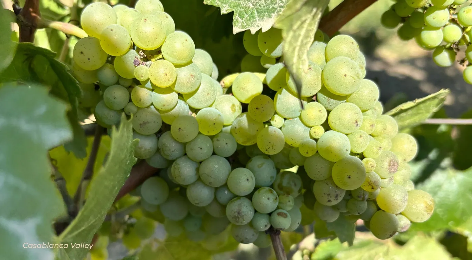 Close-up of a pale green white-grape cluster among vine leaves