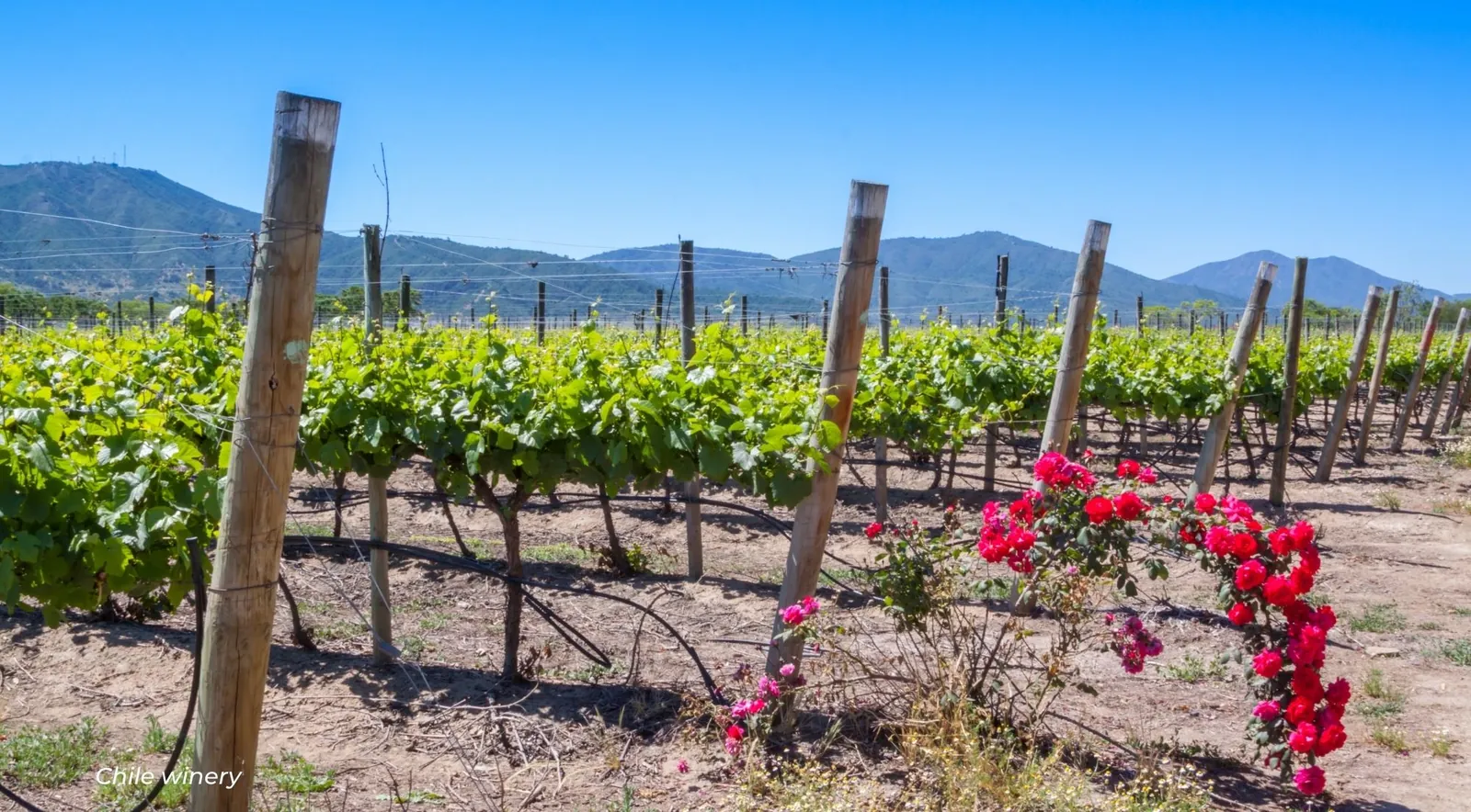 Young vines on wooden stakes with red roses at the end of the row and hills behind