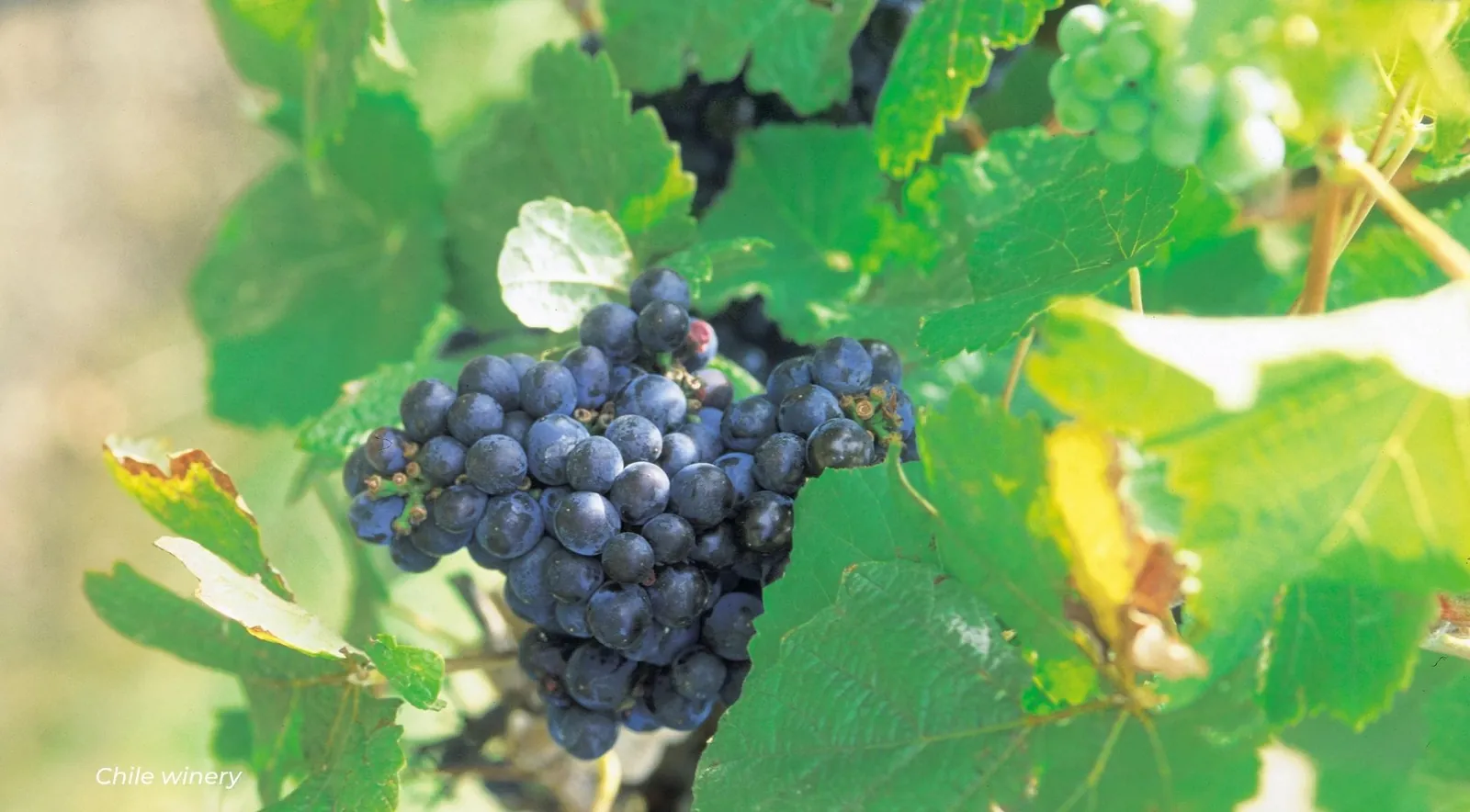 A dark grape cluster among bright green leaves in sunlight