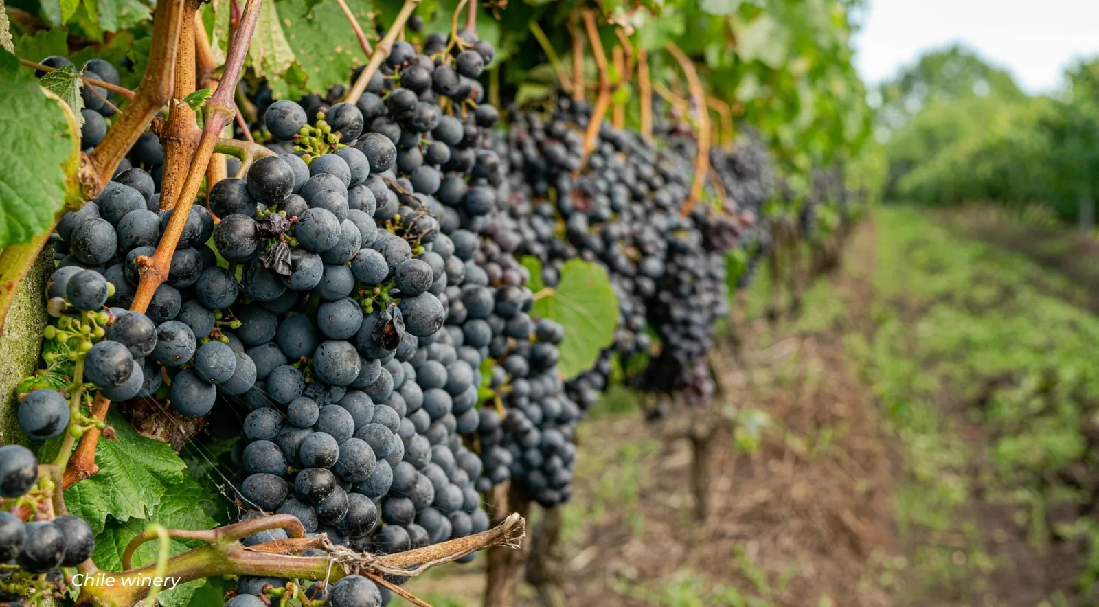 Heavy clusters of dark grapes hanging along a vine row with grass between the rows