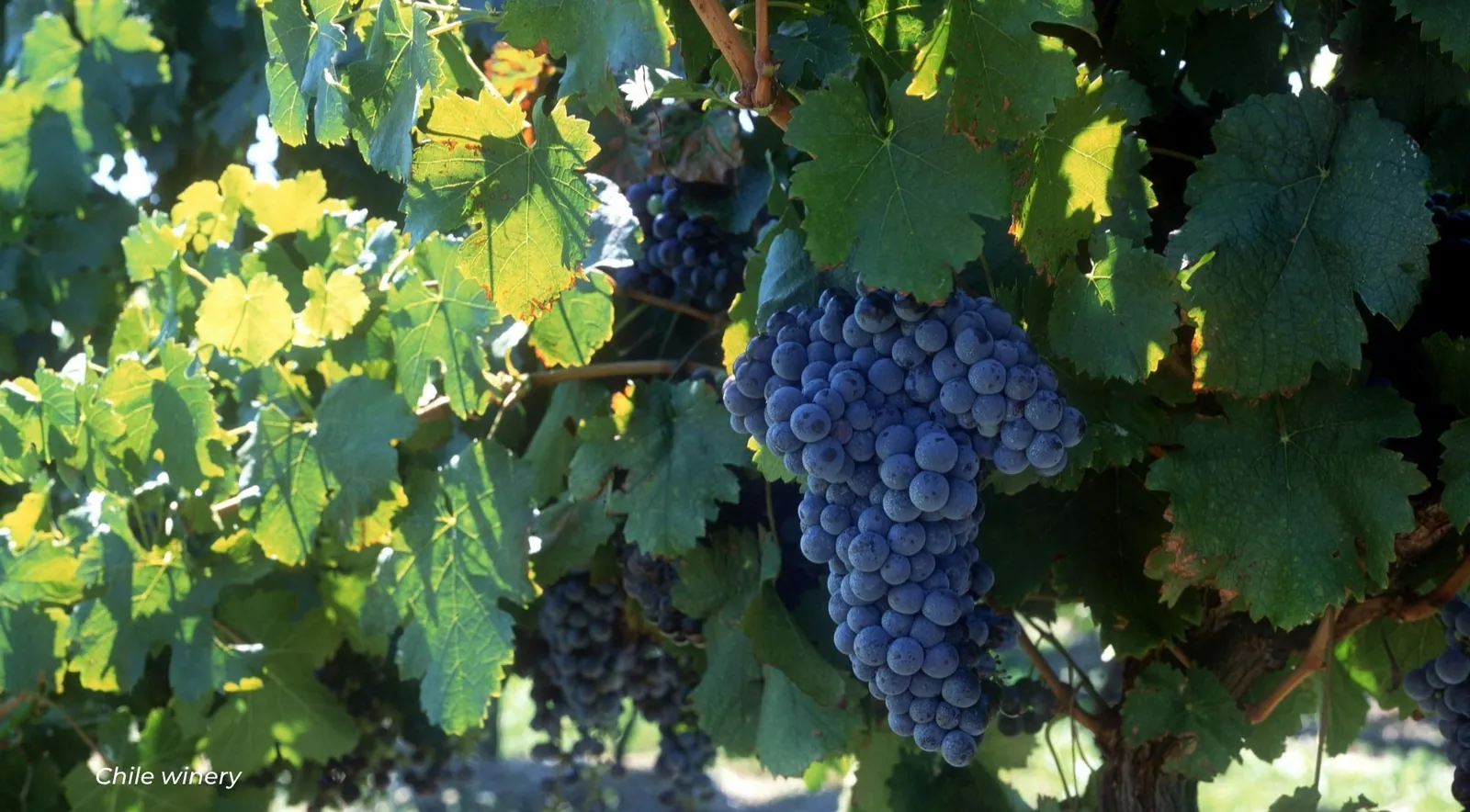 A bunch of dark grapes hanging among green and yellowing vine leaves