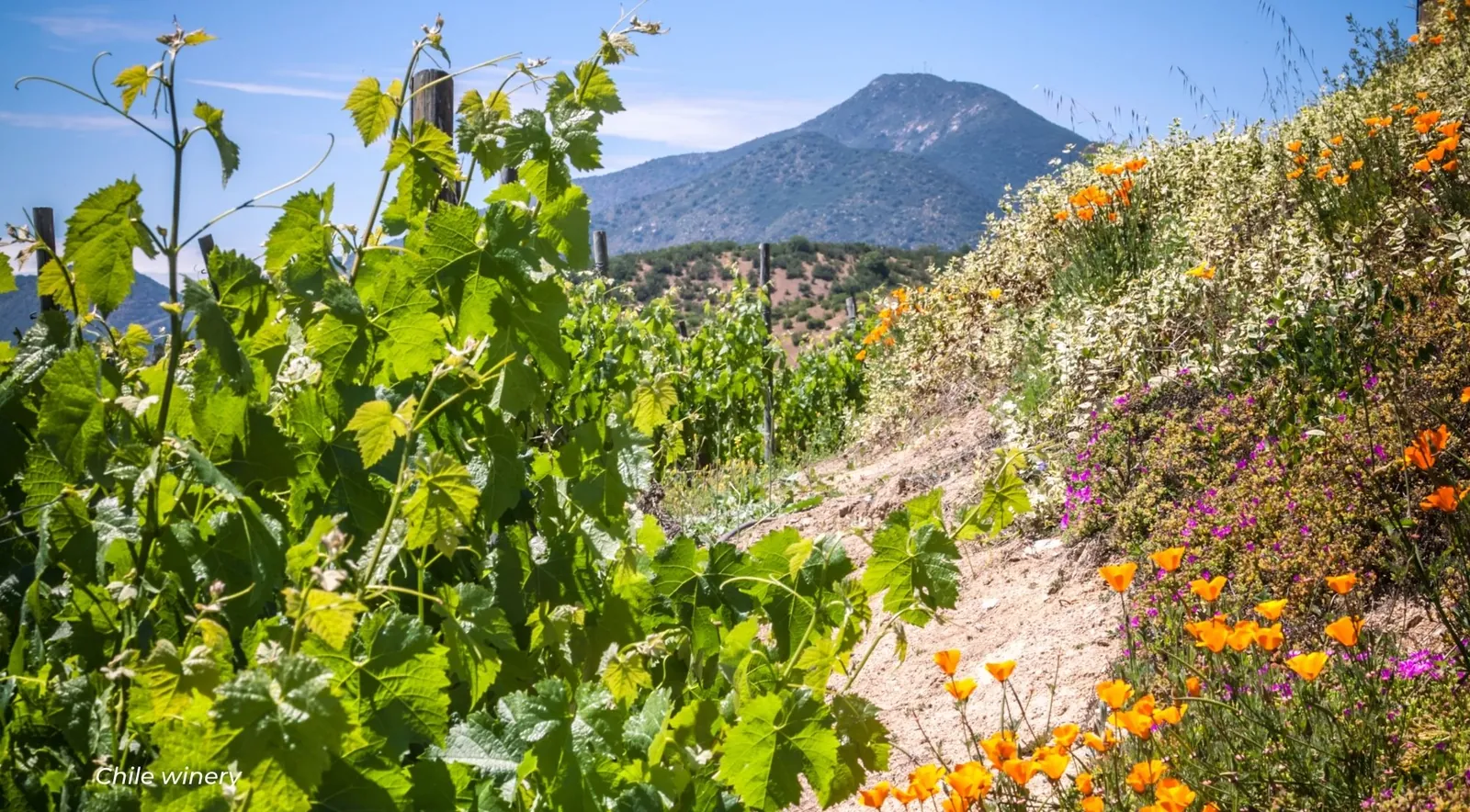 Vine shoots and orange poppies on a sunny slope below a pointed mountain