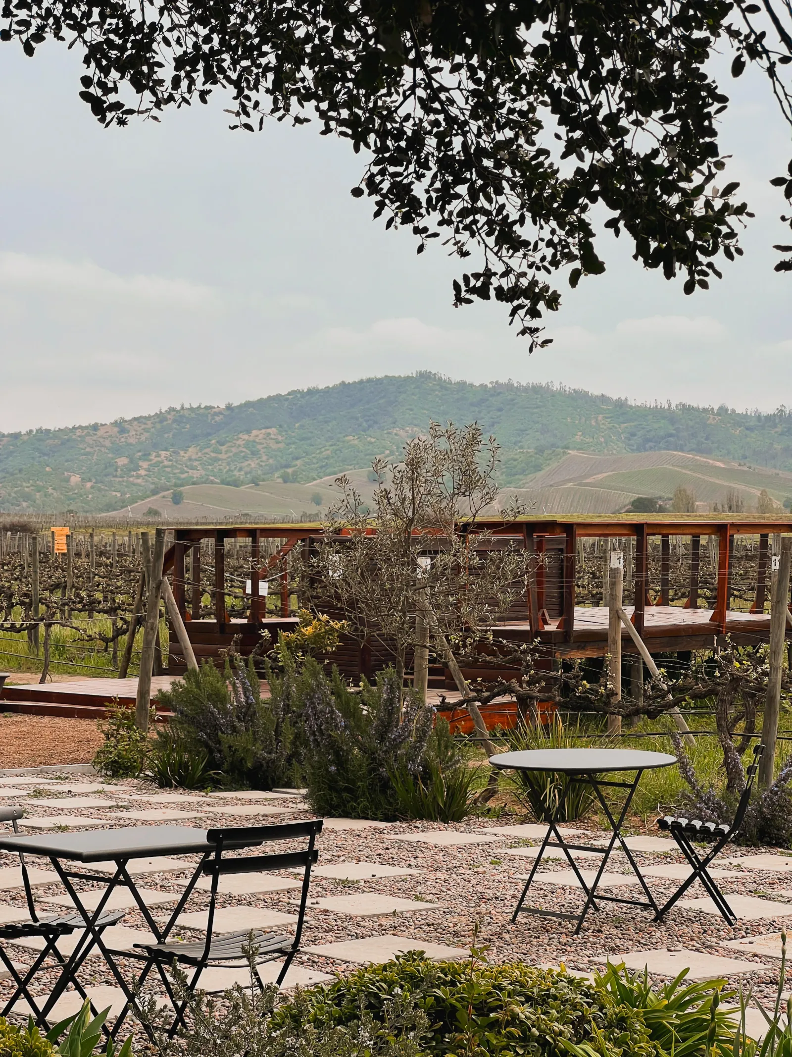 Garden tables on gravel looking over bare vines toward green hills