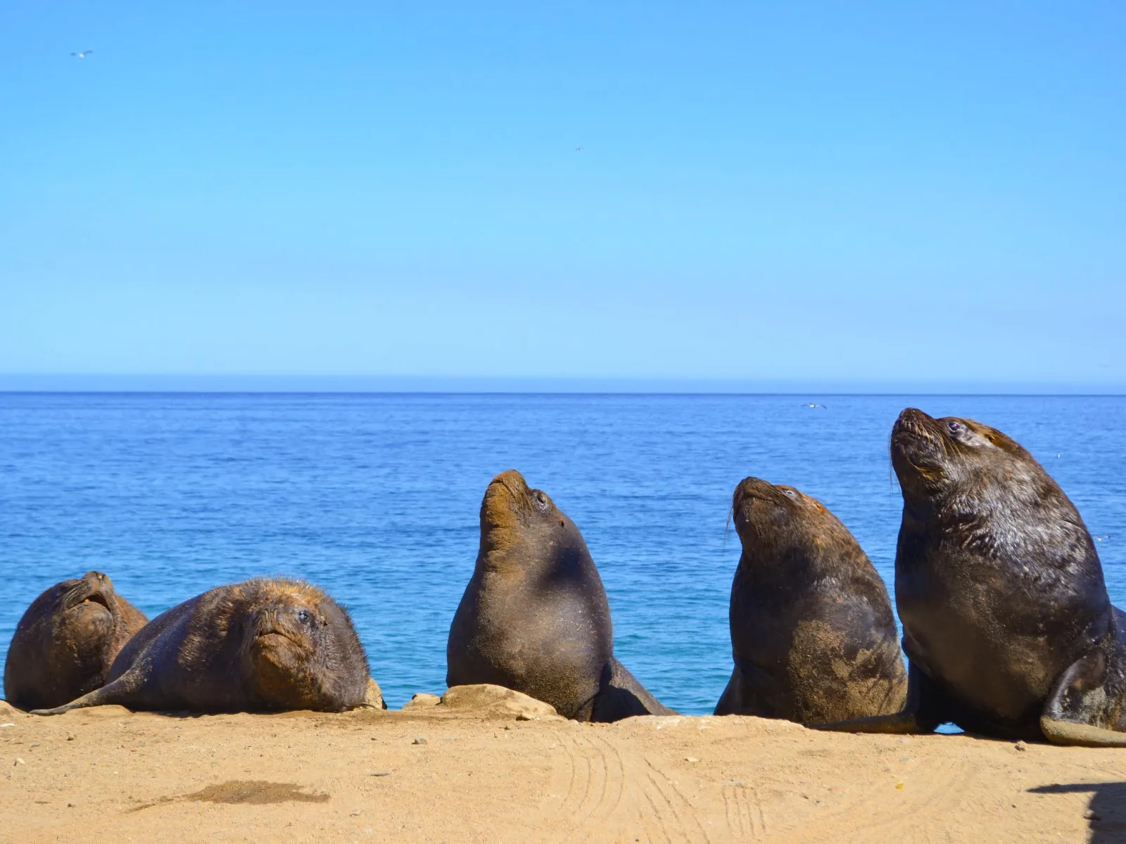 Five sea lions lying on sand above a calm blue sea