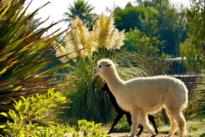 Cream alpaca and a dark alpaca walking past pampas grass on a farm