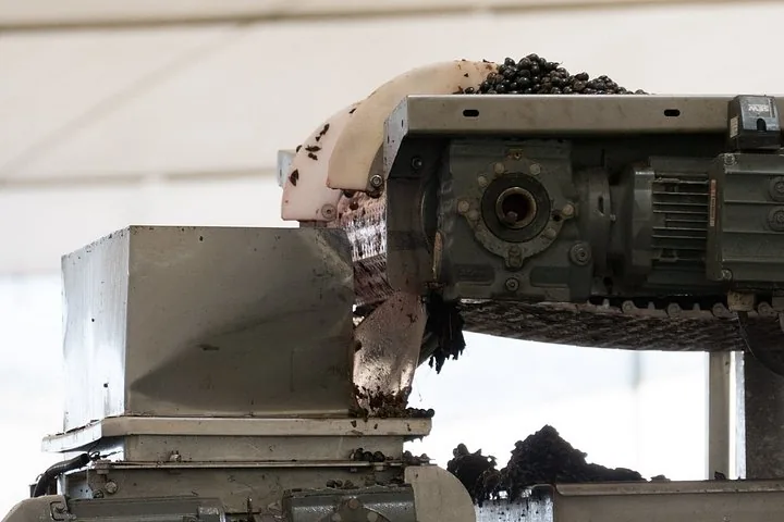 Destemming machine dropping dark grapes into a steel hopper at harvest