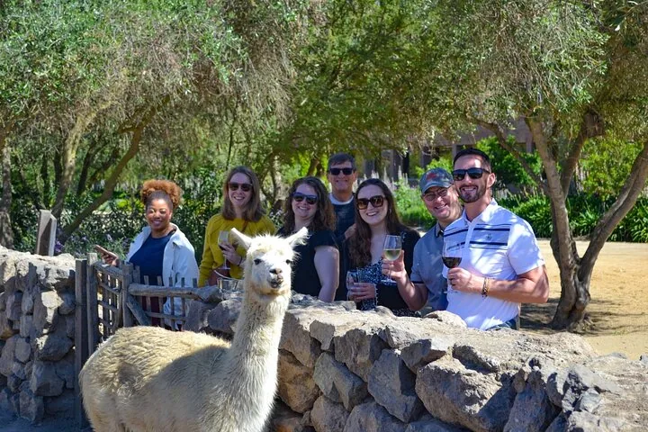 Wine-holding tour group behind a stone wall with a white alpaca in front