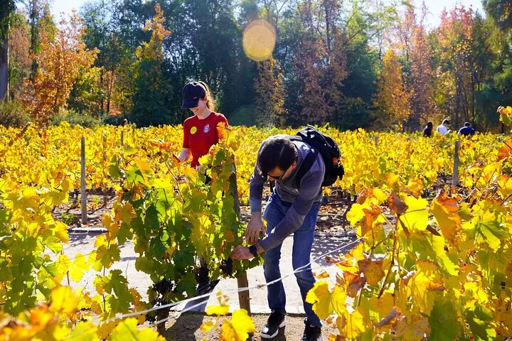 Visitors among yellow autumn vines, one looking closely at the grapes