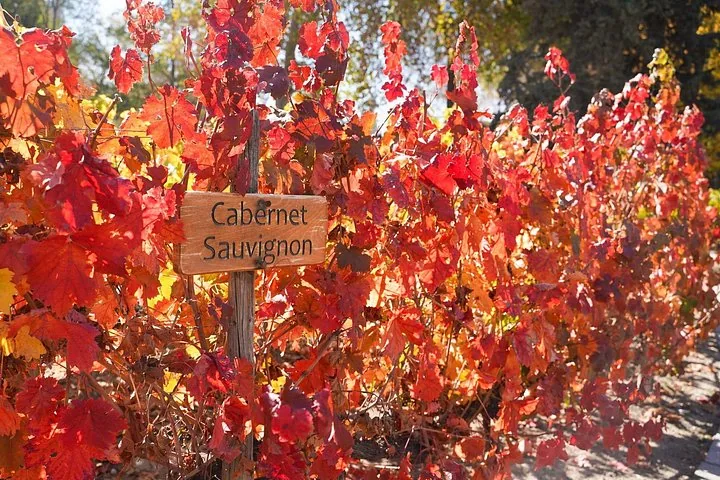 Cabernet Sauvignon marker among vines turned red in autumn