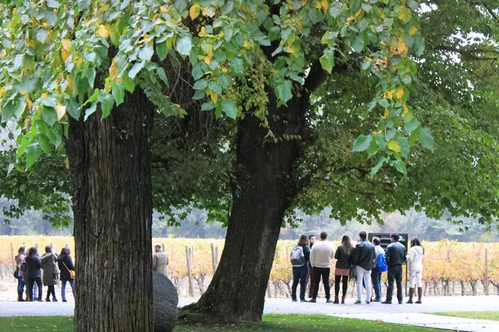 Tour group under large trees beside vines with yellowing leaves