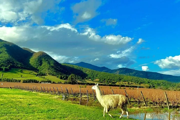 Llama on green grass beside autumn vineyard rows and forested hills